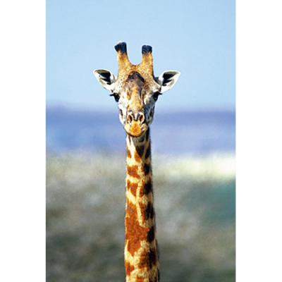 アニマルエッセンス〜Giraffe ジラフ(きりん)〜