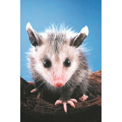 アニマルエッセンス〜Opossum オポッサム　(こもりねずみ)〜